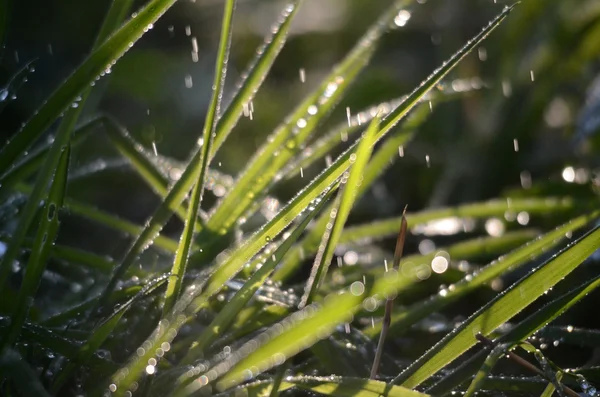 Gocce di pioggia cadenti su un'erba verde al mattino — Foto Stock