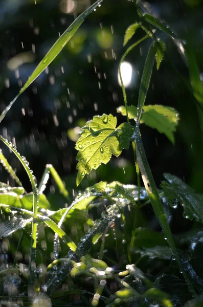 Gotas de chuva caindo em uma grama verde de manhã — Fotografia de Stock