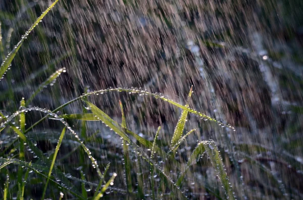 Falling raindrops on a green grass in the morning — Stock Photo, Image