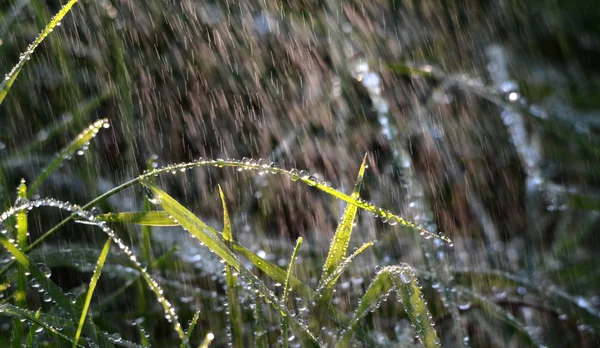 Gotas de chuva caindo em uma grama verde de manhã — Fotografia de Stock