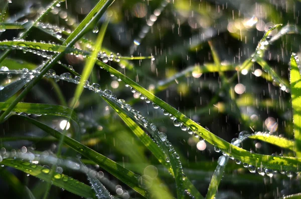 Hulló esőcseppek a zöld fű, reggel — Stock Fotó