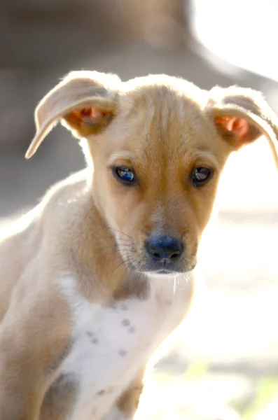 Schattig puppy — Stockfoto