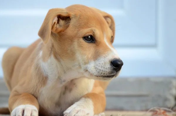 Şirin köpek. — Stok fotoğraf