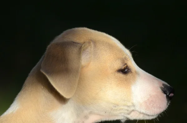 Şirin köpek. — Stok fotoğraf