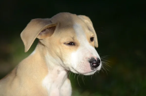 Schattig puppy — Stockfoto