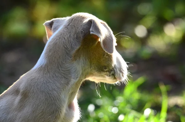 Şirin köpek. — Stok fotoğraf