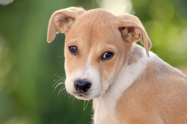 Schattig puppy — Stockfoto