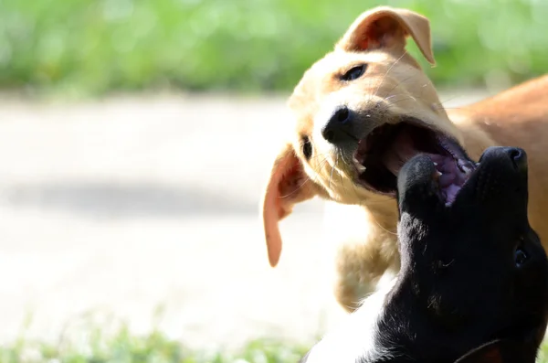 Puppies playing — Stock Photo, Image