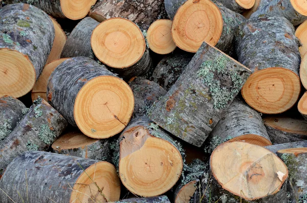 Taze kesilmiş bir yangın ahşap günlükleri