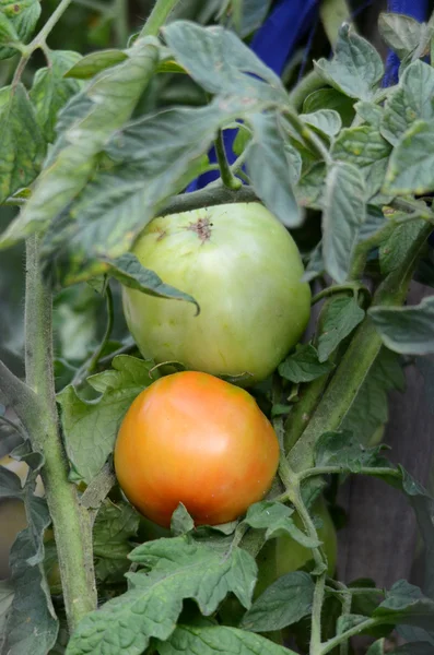 Bio-Tomate — Stockfoto