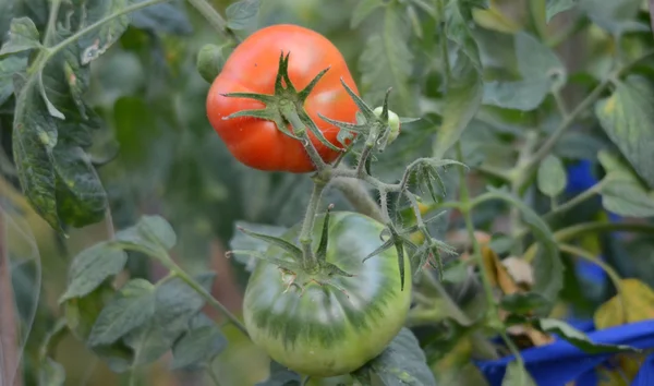 Ekologisk tomat — Stockfoto