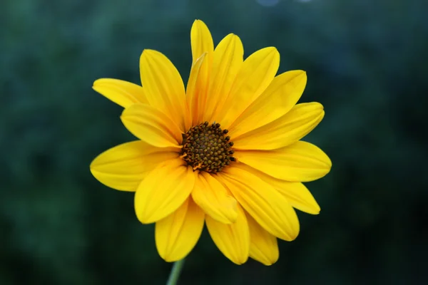 Flor amarela — Fotografia de Stock