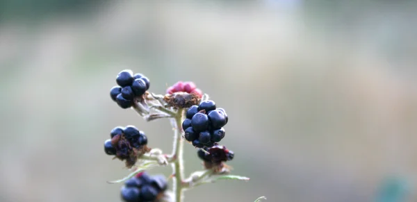 Haufen von Brombeeren — Stockfoto