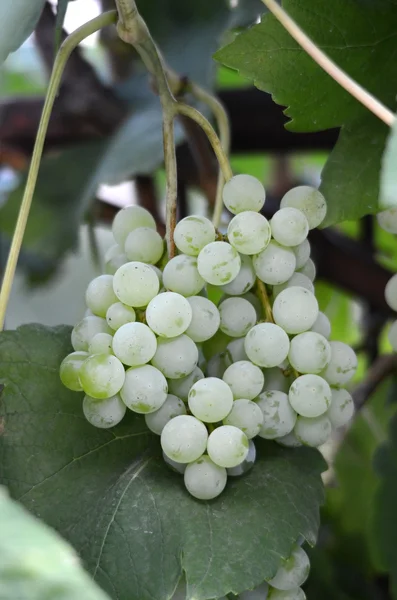 Uva blanca —  Fotos de Stock