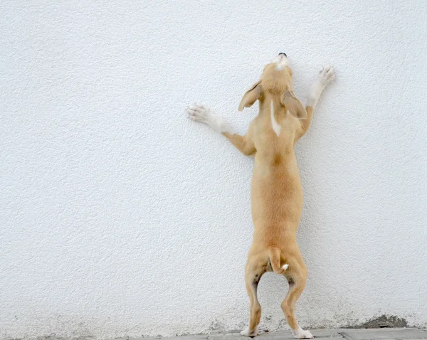 Puppy gog trying to jump over the wall — Stock Photo, Image