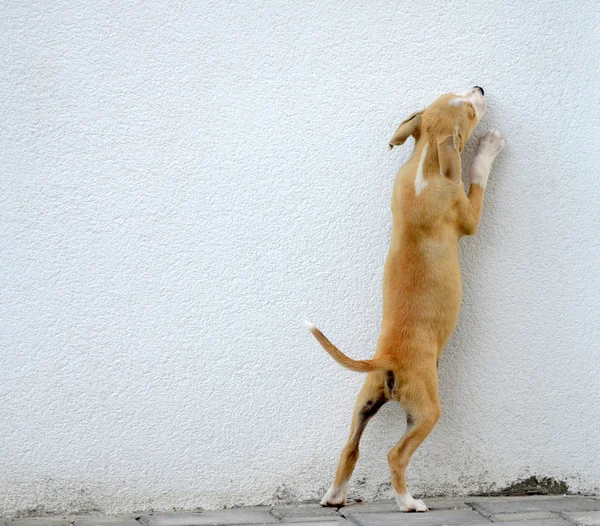 Gog filhote de cachorro tentando saltar sobre a parede — Fotografia de Stock