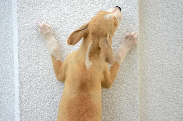 Welpe Gog versucht, über die Mauer zu springen — Stockfoto