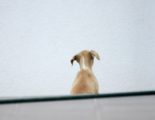 Puppy gog trying to jump over the wall — Stock Photo, Image