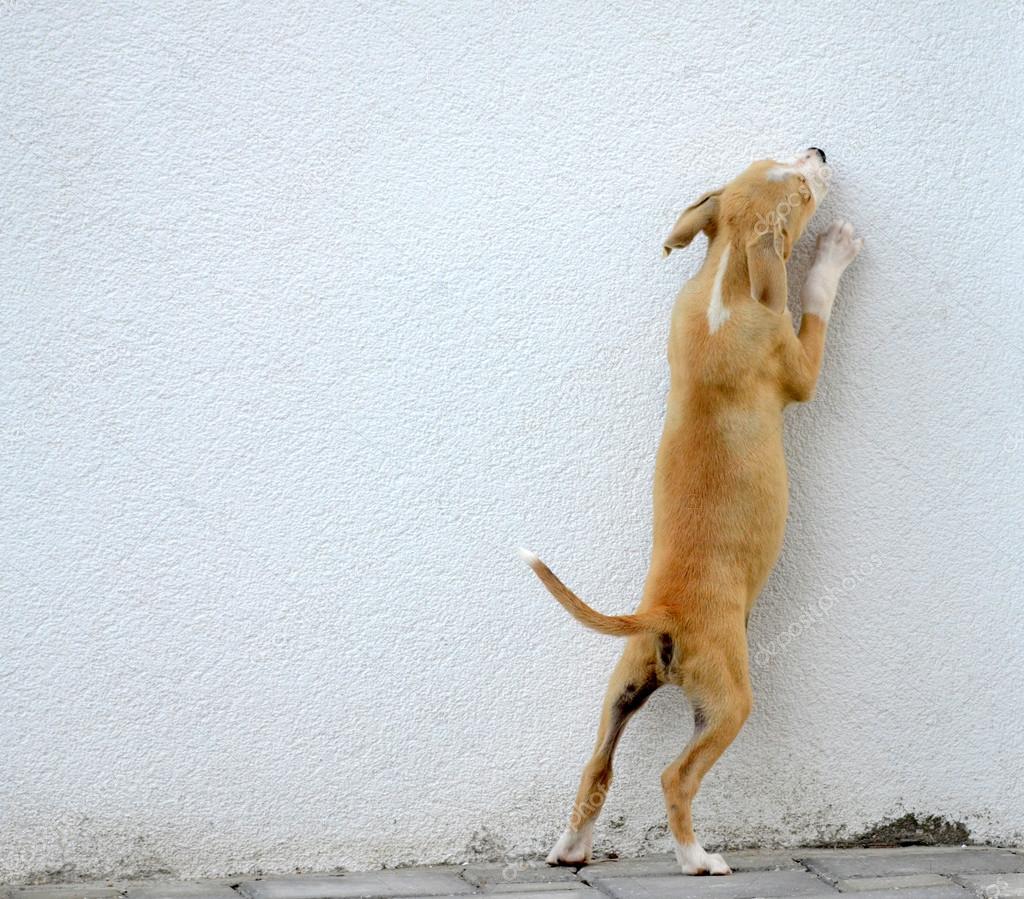 Puppy gog trying to jump over the wall