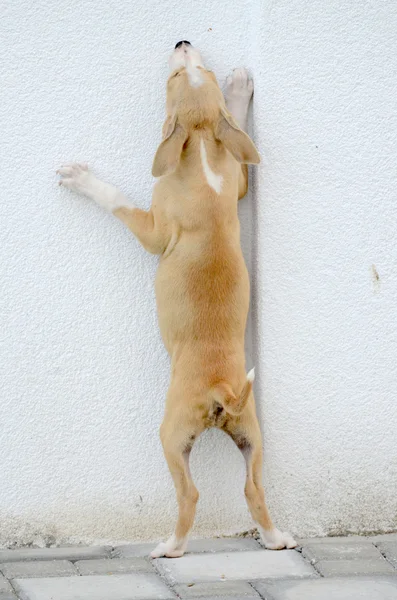 VG štěně snaží skočit přes zeď — Stock fotografie
