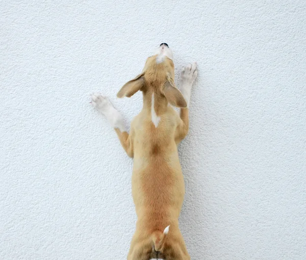 Puppy gog proberen om te springen over de muur — Stockfoto