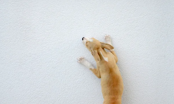 Puppy gog proberen om te springen over de muur — Stockfoto