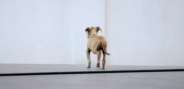 Милый щенок на белой стене — стоковое фото