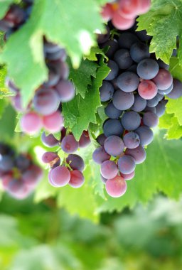 Olgun üzüm hasat için hazır