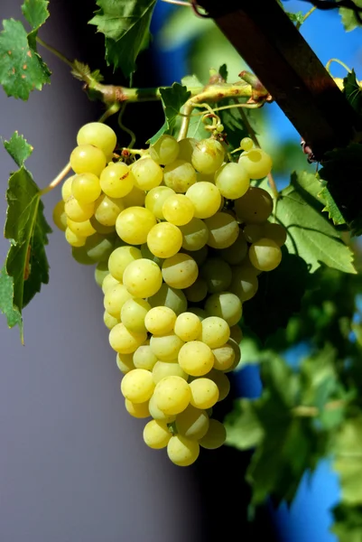 Uvas maduras prontas para a colheita — Fotografia de Stock