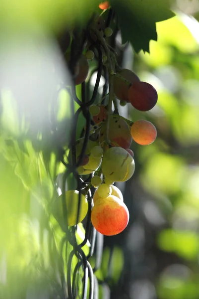 Dojrzałe winogrona gotowe do zbioru — Zdjęcie stockowe