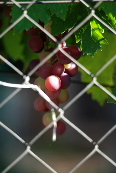 Dojrzałe winogrona gotowe do zbioru — Zdjęcie stockowe