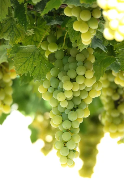 Érett szőlő készen áll a betakarítás — Stock Fotó
