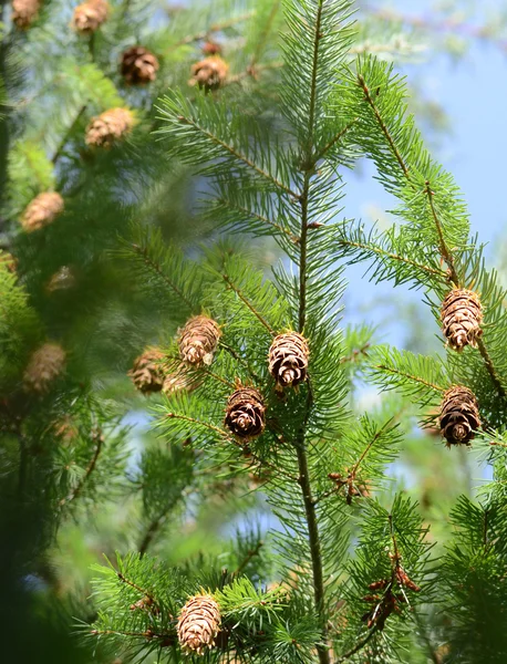 Cônes de sapin sur la branche — Photo