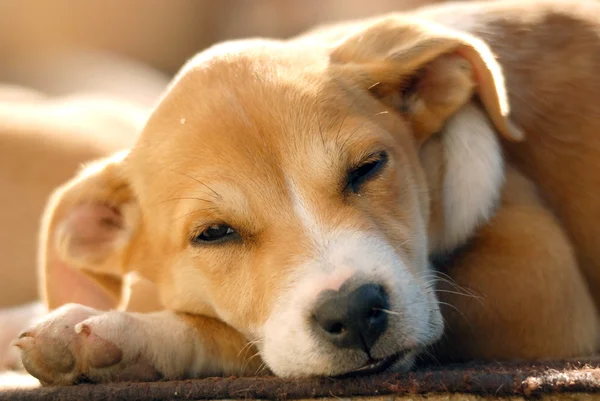 Cute  dog looking at camera — Stock Photo, Image