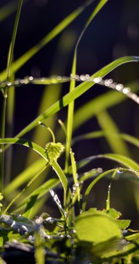 Sabah yağmur yeşil çimenlerin üzerinde