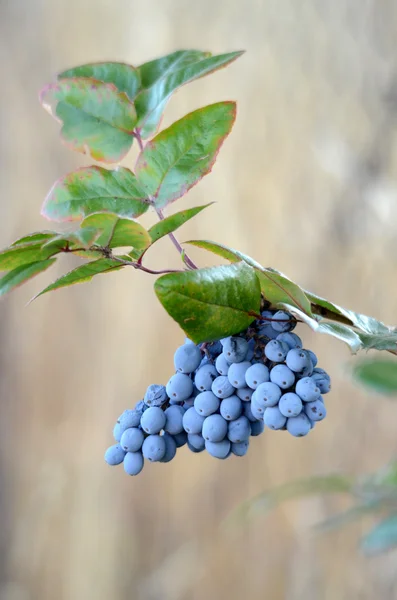 Wild blue berry on a morning light — Stock Photo, Image