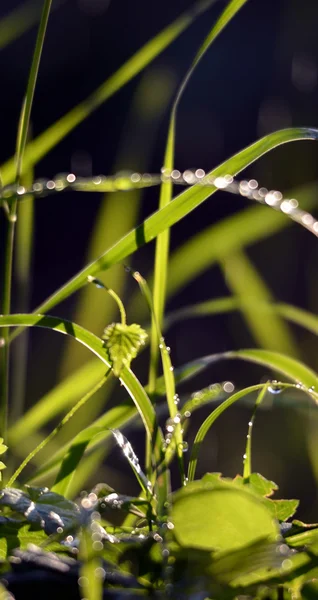 Chuva de manhã em uma grama verde — Fotografia de Stock
