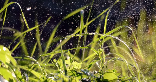 Pioggia del mattino su un'erba verde — Foto Stock