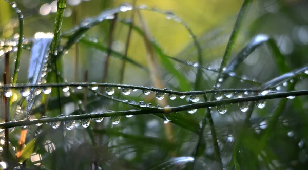 Deszcz rano na zielonej trawie — Zdjęcie stockowe