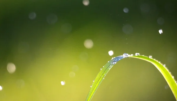 緑の芝生の上の朝の雨 — ストック写真