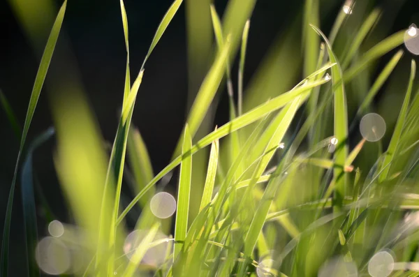 Gocce umide del mattino su lame di erba — Foto Stock
