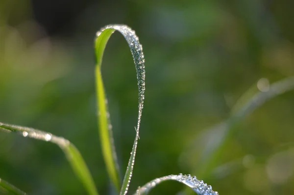 Gocce umide del mattino su lame di erba — Foto Stock