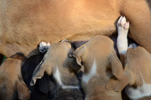 Aranyos kiskutya szoptatás — Stock Fotó