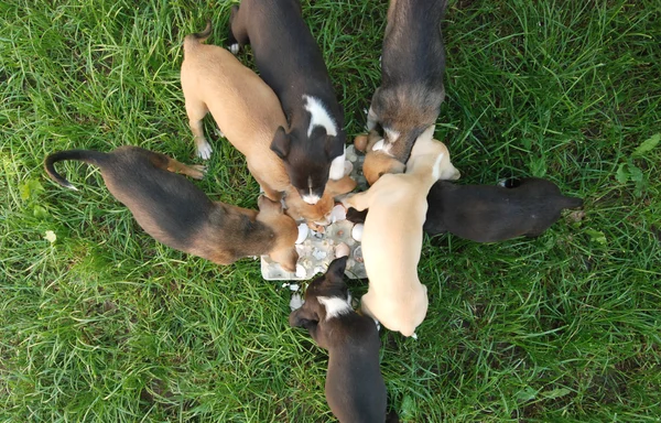 Cachorros giros. Tema animal de estimação e animal — Fotografia de Stock