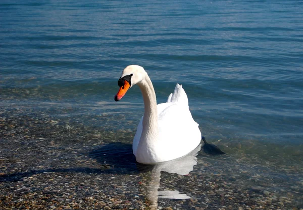 Cisne en un lago Ohrid, Macedonia — Foto de Stock