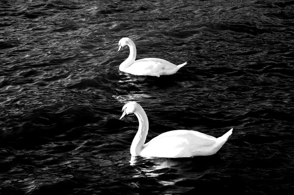 Cisne em um Lke Ohrid, Macedônia — Fotografia de Stock