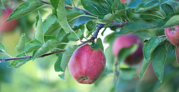 Manzana en una rama en el huerto — Foto de Stock