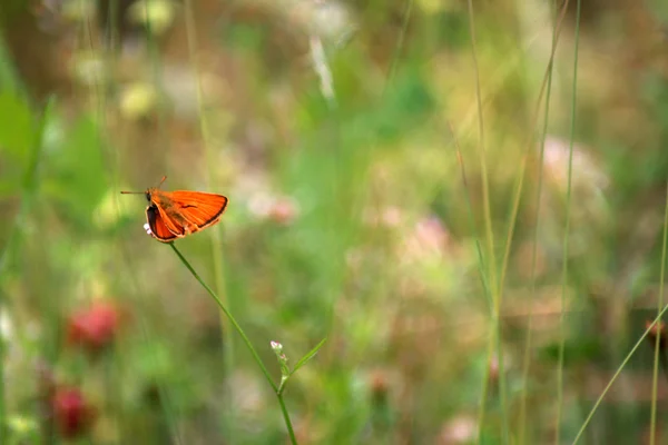 Mariposa sobre una flor amarilla — Foto de Stock