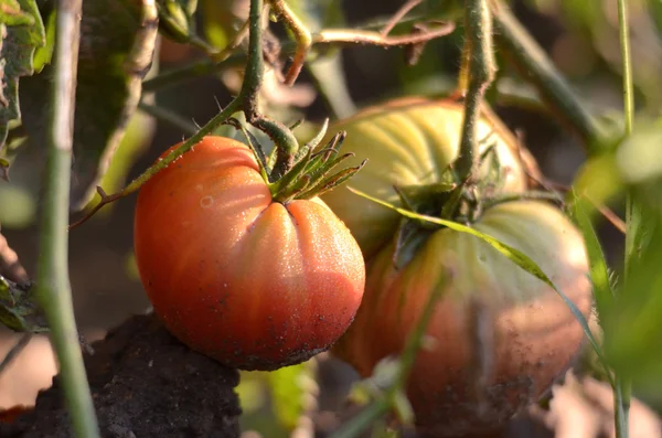 Tomate orgânico em uma luz de manhã — Fotografia de Stock