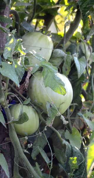 Tomate orgánico a la luz de la mañana — Foto de Stock